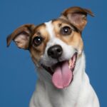 Juguetes & Entretenimiento