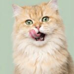 Bienestar & Alimentación